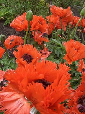 Poppies by Fran Gilliland