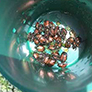 beetles