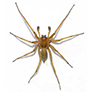 hobo spider