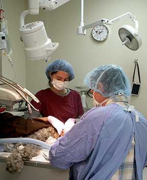 Dr. Merrill performing a complicated dental procedure on a dog with a tooth fracture.