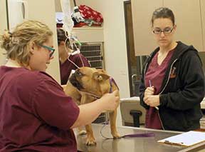 Dr. Liu prepares to examine a pug while the assistant puts him at ease. Her family had been clients at Bethany Family Pet Clinic since it&rsquo;s opening in 1998. She came for a career day visit with Dr. Norman when she was in high school, and decided then and there that she wanted to be a veterinarian. She joined the staff in 2009 while in college, working as a Client Care Representative. Dr. Norman helped her get into Veterinary School at Oregon State University and here she is now. Along with Dr. Velasco, Dr. Liu can also perform Acupuncture.
