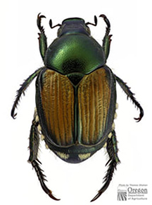 japanese beetle