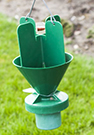 Japanese Beetle Update