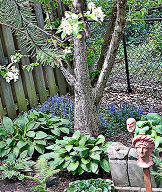 hostas
