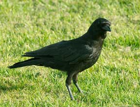 crow on the grass