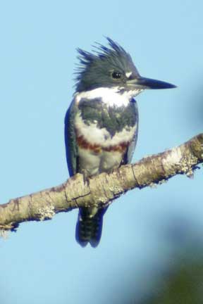 belted kingfisher
