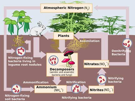 Nitrogen Cycle Diagram