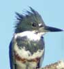 chickadee