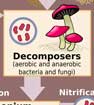 Soil food web