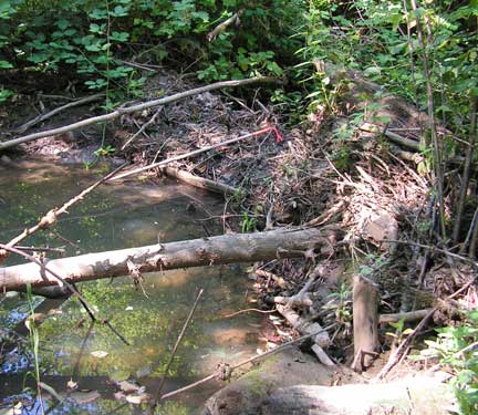 Cedar Mill Jordan Park Beaver Dam