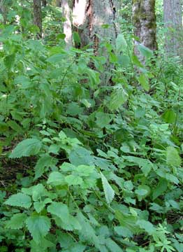 Nettles in Jordan Park