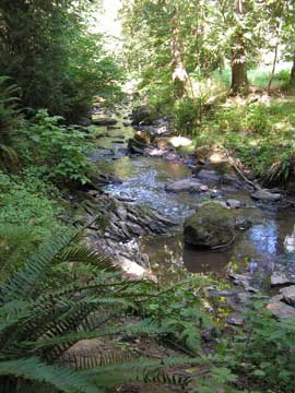 Cedar MIll Creek running