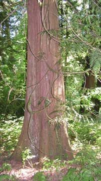 thuja plicata
