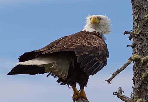 eagle