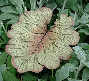 leaf