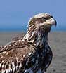 bald eagle baby
