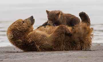 bear