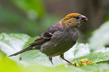 grosbeak