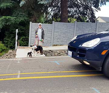 Man walking dogs reaches end of sidewalk.