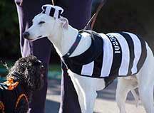 Dogs in costumes.