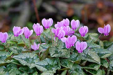 Cyclamens in bloom.