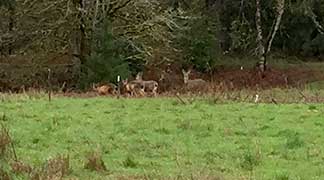 Ward Creek deer.