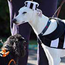 Support pets of hospice patients at Skyline Memorial Gardens&rsquo; Yappy Hour