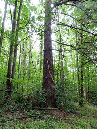 Trees in danger from development.