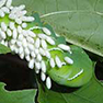 Watch those wasps &ndash; most are garden helpers