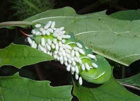 Wasp eggs.