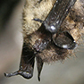 Bats in our back yards!