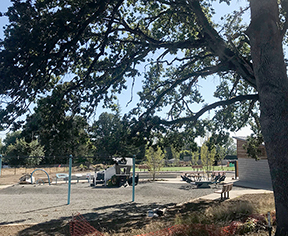 Many of the big trees were saved. This oak shades a picnic table near the playground