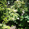 Prune roots now before moving plants in fall