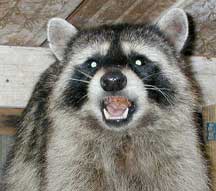 raccoon
