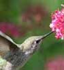 hummer