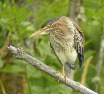 Green Heron