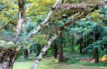Chickadee forest