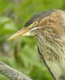 Green heron