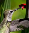 Anna's hummingbird