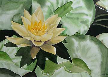 lilypond