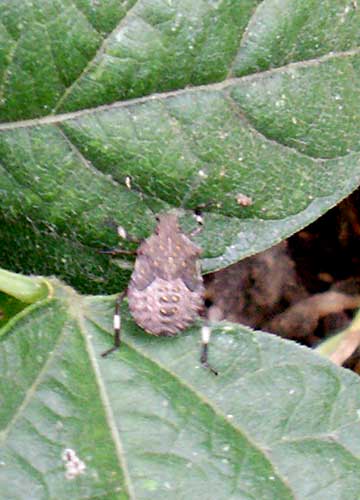 stinkbug