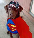 dog in costume