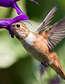 Leedy Grange