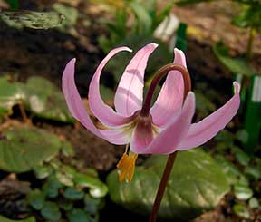 Fawn lilies thrive in shady spots