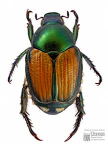 Japanese beetle