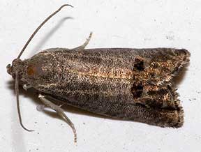 Codling moth