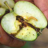 Caring for backyard fruit trees