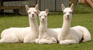 Alpacas