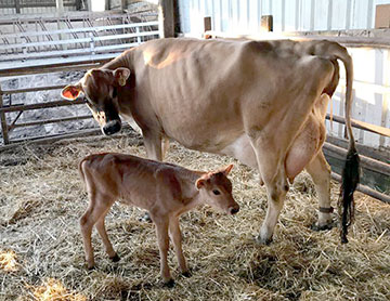 Schoch calf