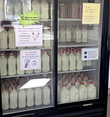 Schoch milk